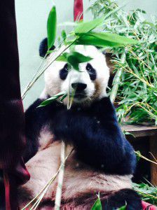 Yang Guang the giant panda at Edinburgh Zoo