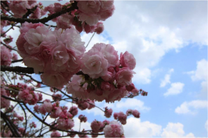Sakura (Cherry Blossom) season, Tokyo