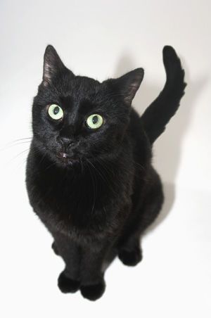 Black cat - lucky or not?
